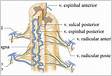 Anatomia da circulação medular